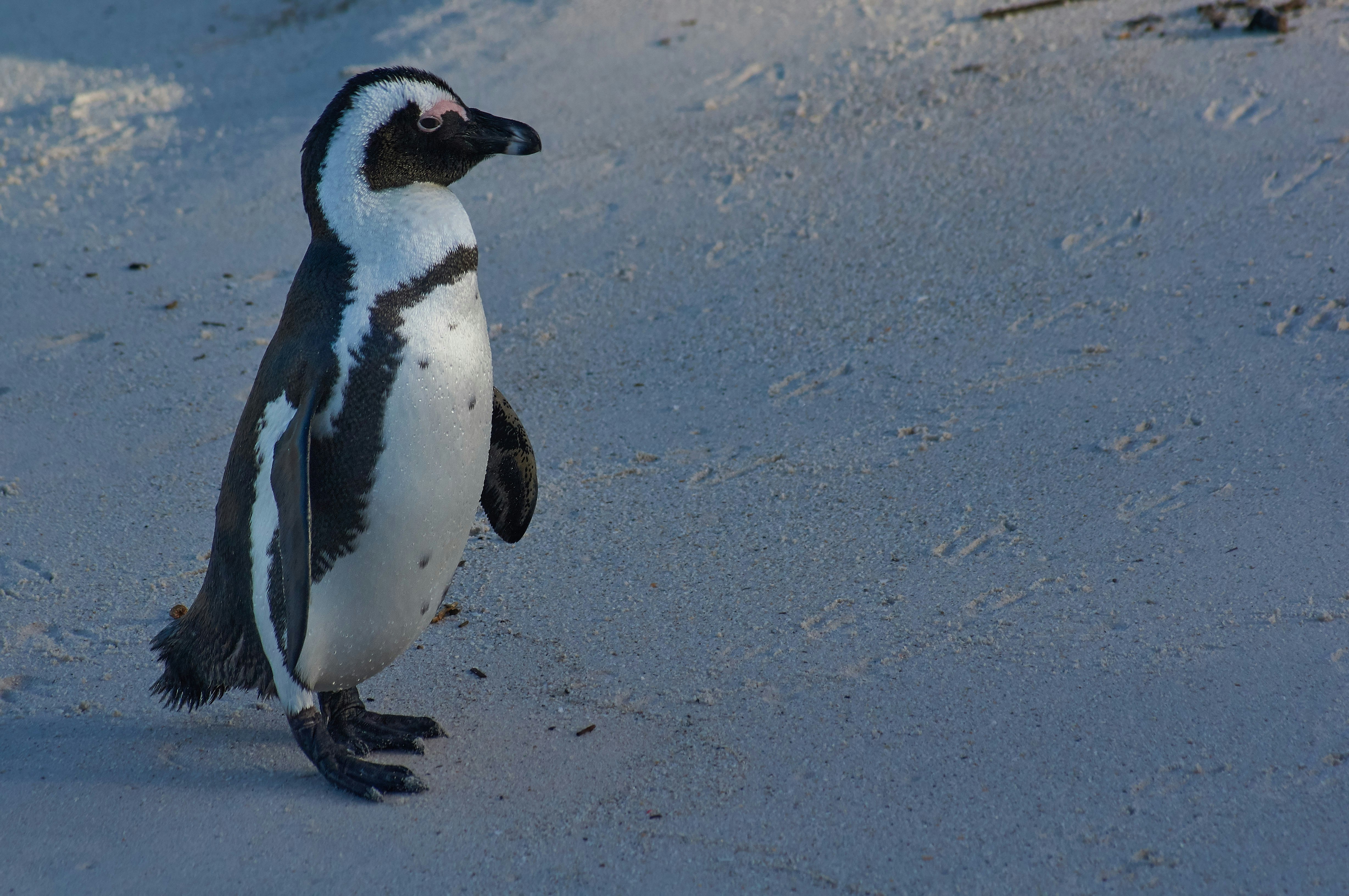 penguin walking on gray sand during daytime